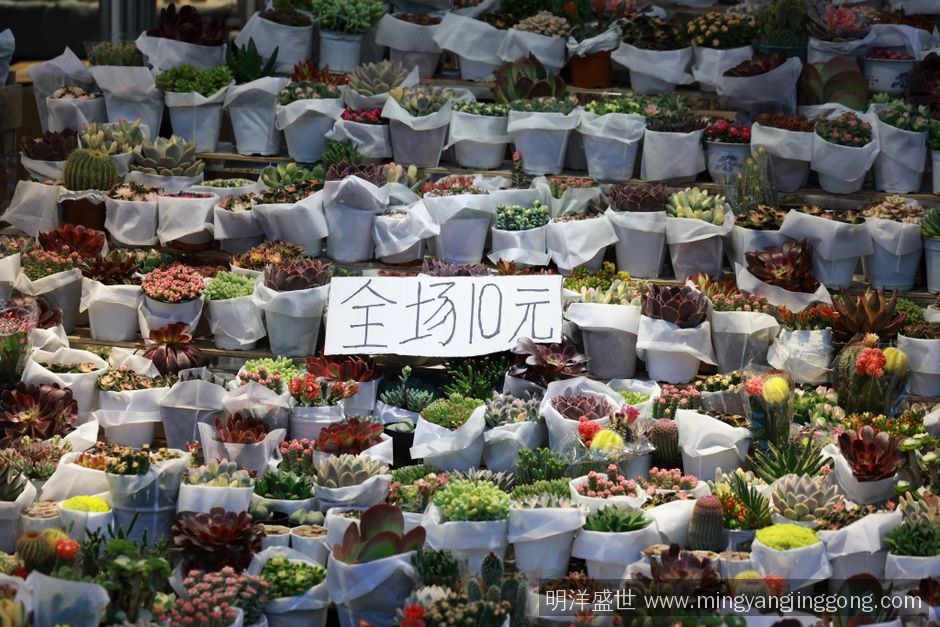 成都崇州市花卉宠物市场改造，排水通风异味系统怎么设计才不返工？